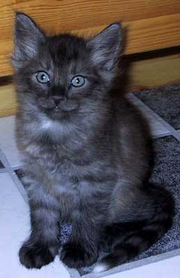 LeMans 6 weeks old