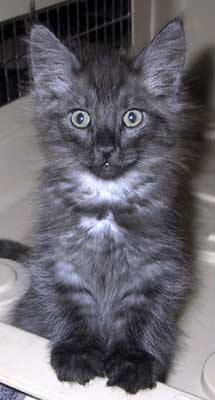 LeMans 8½ weeks old