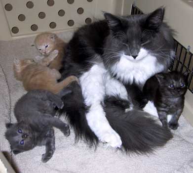 The Pontiac litter with their father Lexus.