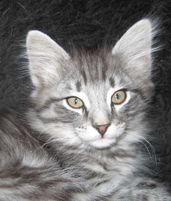 Limited 9 weeks old