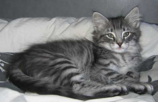 Limited 9 weeks old