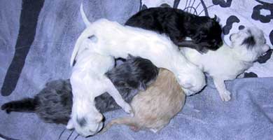 Turkish Angora kittens 2 days old