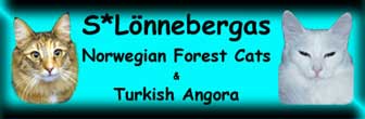 S*Lönnebergas Norwegian Forest Cats & Turkish Angora