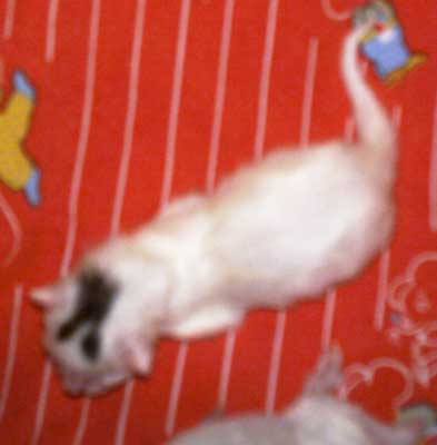 Mikke 1 day old