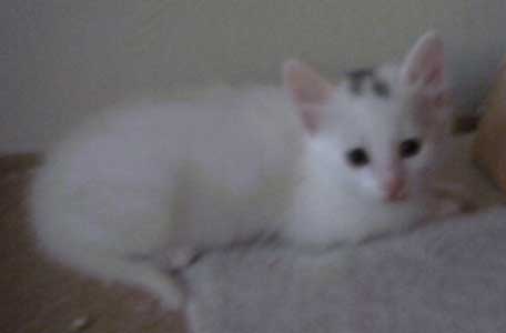 Mikke 5,5 weeks old