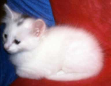 Mikke 5,5 weeks old
