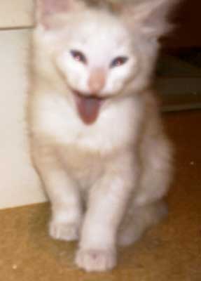 Mikke 7 weeks old