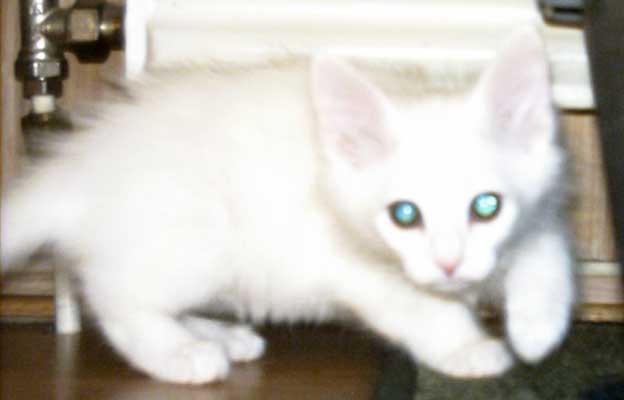 Mikke 8 weeks old