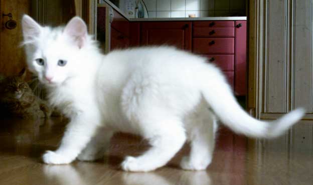 Mikke 8 weeks old