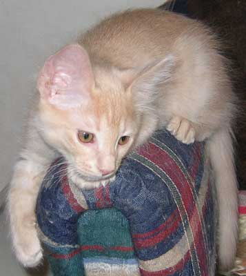 Monaco 11 weeks old