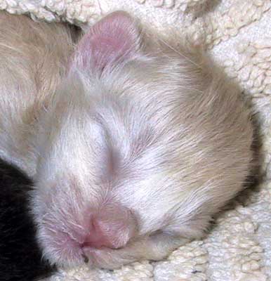 Monaco 2 days old