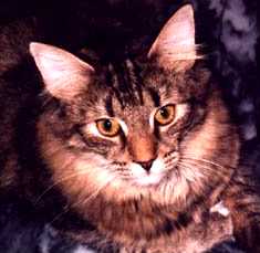 Naiomi