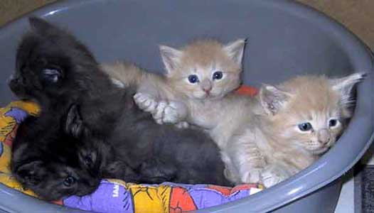 The Pontiac litter 4½ weeks old.