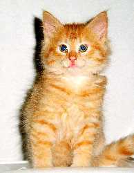 Skyhawk 10 weeks