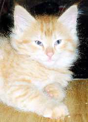 Skyhawk 11 weeks