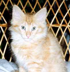 Skyhawk 12 weeks