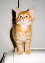Skylark 10 weeks