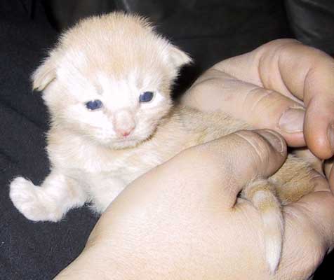 Star Chief 2 weeks old