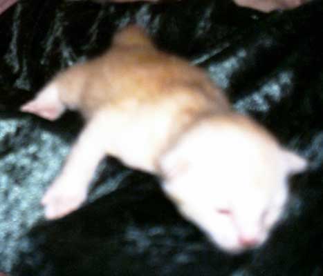Stuart 12 days old