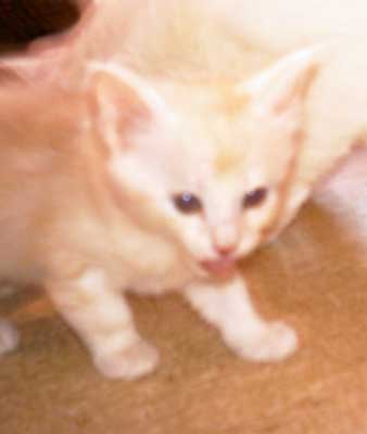 Stuart 5,5 weeks old