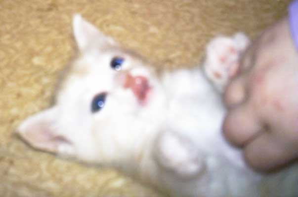 Stuart 5,5 weeks old