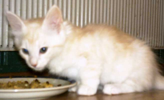 Stuart 8 weeks old