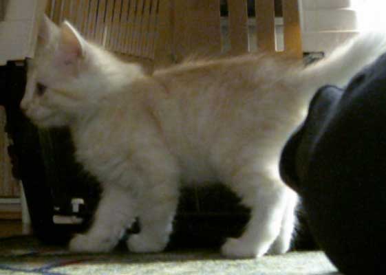 Stuart 8 weeks old