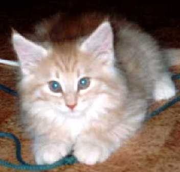 Styleline 8 weeks