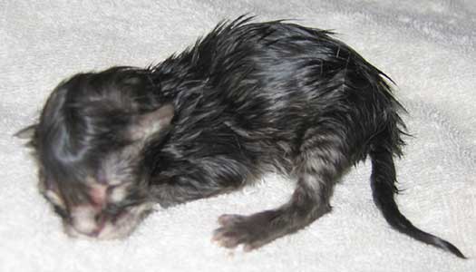 Super newborn