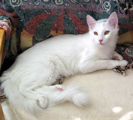 Super 6 months old