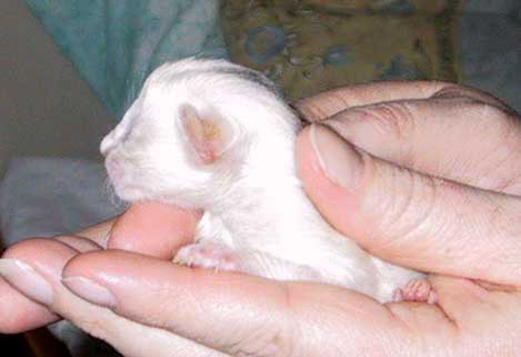 Super 1 day old