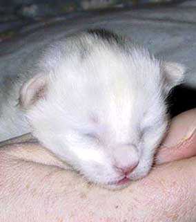 Super 1 week 2 days old