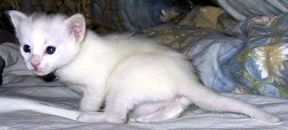 Super 3 weeks old