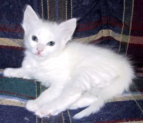 Super 5 weeks old