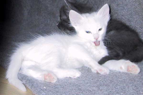Super 6 weeks old