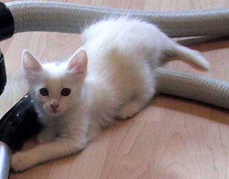 Super 8 weeks old