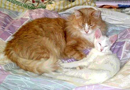 Super 16 weeks old & her "old man"