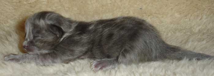 Thunder Cloud 1 week old