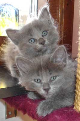 Thunder and Lightning & Silver Cloud 6 weeks old