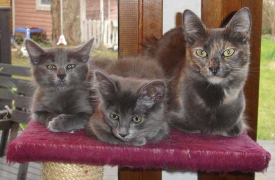 Thunder Cloud, Silver Cloud 11,5 weeks old, with their mummy Sebring