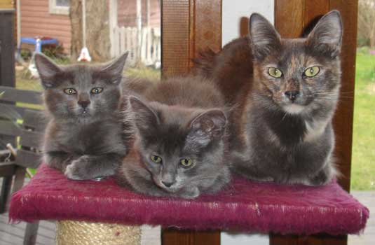 Thunder Cloud, Silver Cloud 11,5 weeks old, with their mummy Sebring