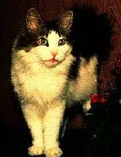 GIP/CH Timotei