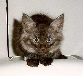 Wildcat 10 weeks