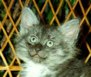 Wildcat 10 weeks