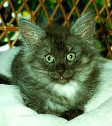 Wildcat 12 weeks