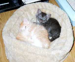 Wildcat & his sister Electra 8 weeks
